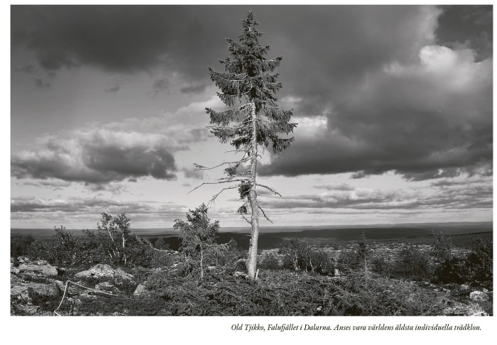 Old Tjikko, Falufjället i Dalarna. Anses vara världens äldsta individuella trädklon.