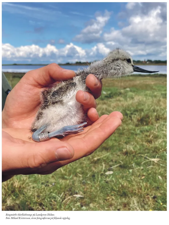 En person håller en fågelunge i sin hand